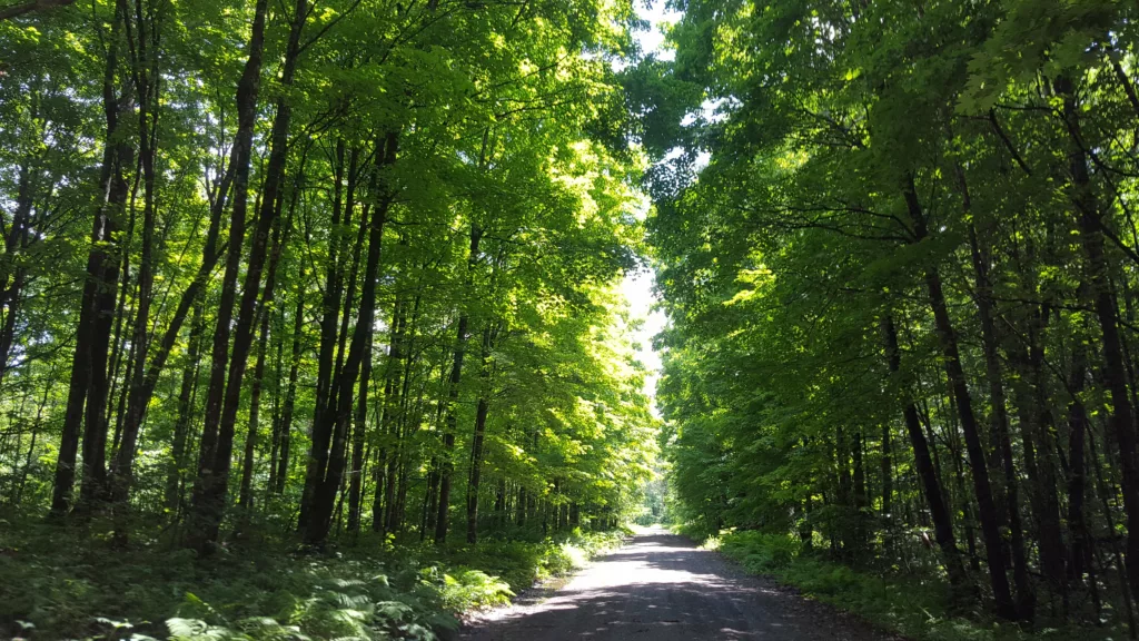 The woods in Pentoga road in Wisconsin all gravel but hard packed and good condition good for windy day cycling. Roads cross the brule river bridge in Pentoga Village and exit to Hwy 70 in Wisconsin.