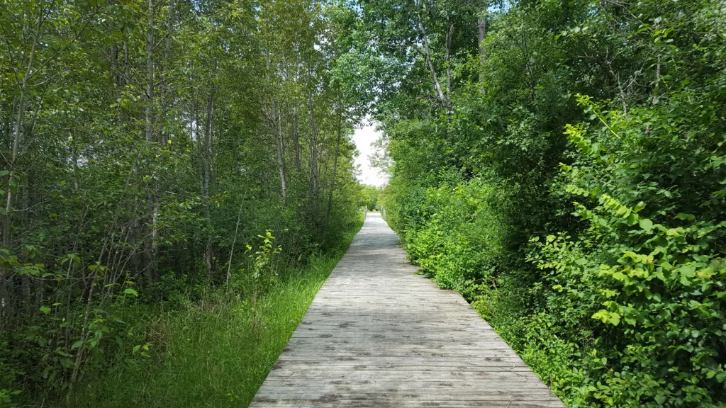 The end of the boardwalk leading into Caspian and Brady Street. Can continue across the street onto Iron River. Gets slick so stay off the boardwalk on rainy days.