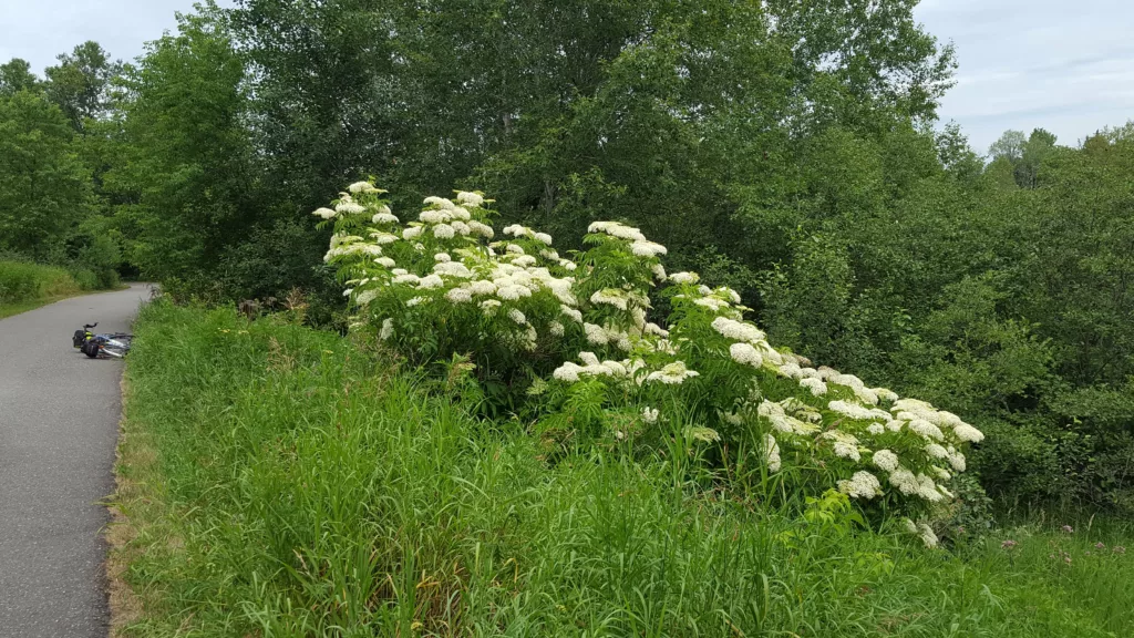 Big White Flowering bush on the end of the Apple Blossom Trail in Iron River.