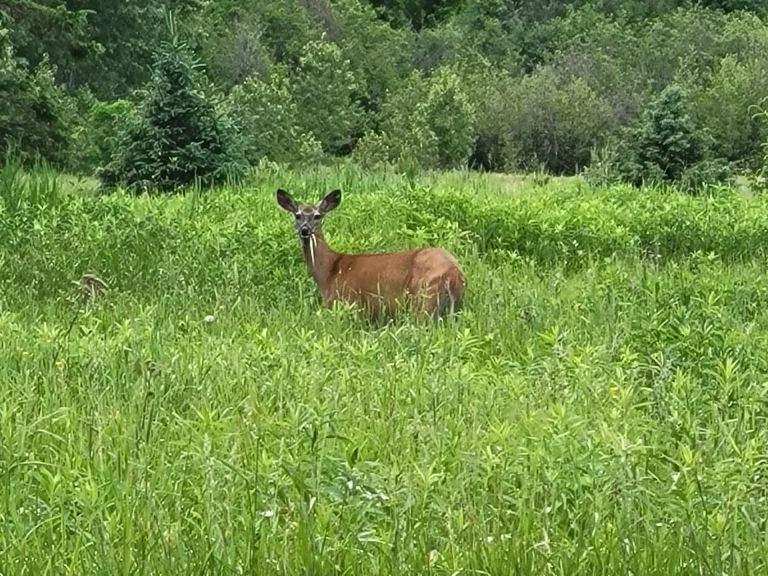 Deer in U.P. Michigan.