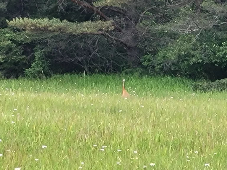 Sandhill Cranes visit in the spring and raise young ones here in the U.P. They will be a paired couple and a young one.