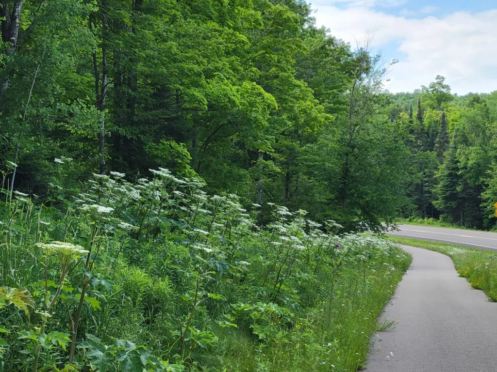 Bike Trail leaving Caspian - Gaastra - to Pentoga off 424 We thing the white flowers are invasive Hogweed. Hogweed can give you bad rashes, don't touch it.