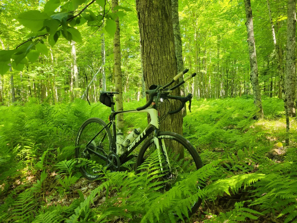 Ferns on Kalla Walla Trail near Pentoga MI