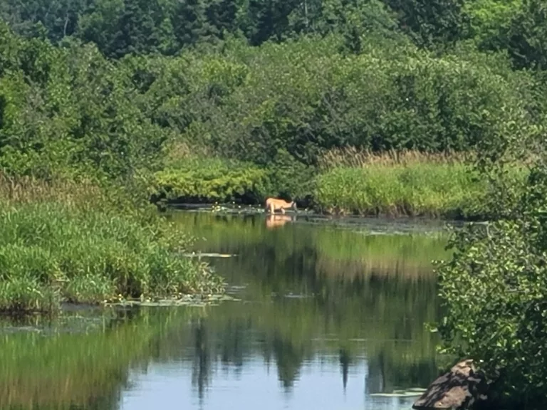 Wild Deer in the river by Amasa