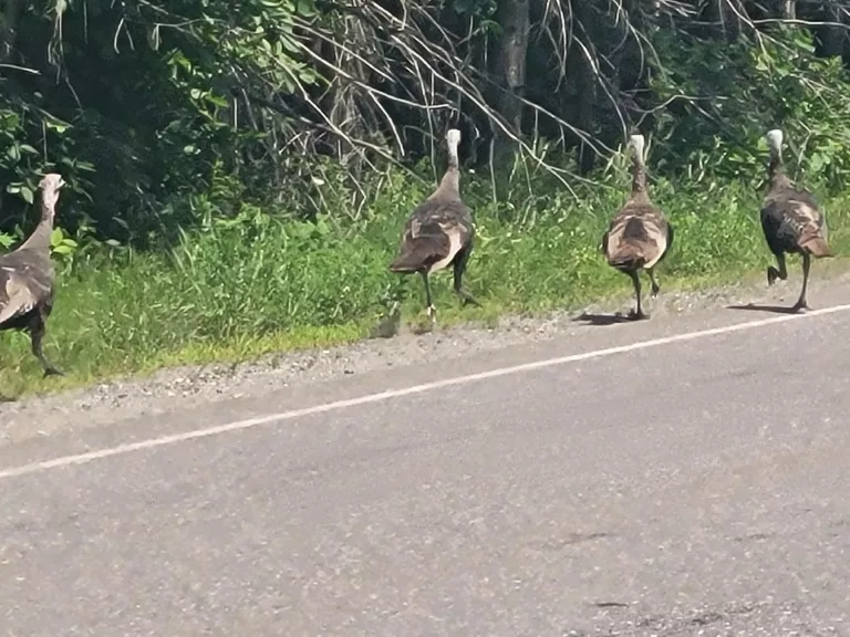 Wild Turkeys found often the the U.P. of Michigan