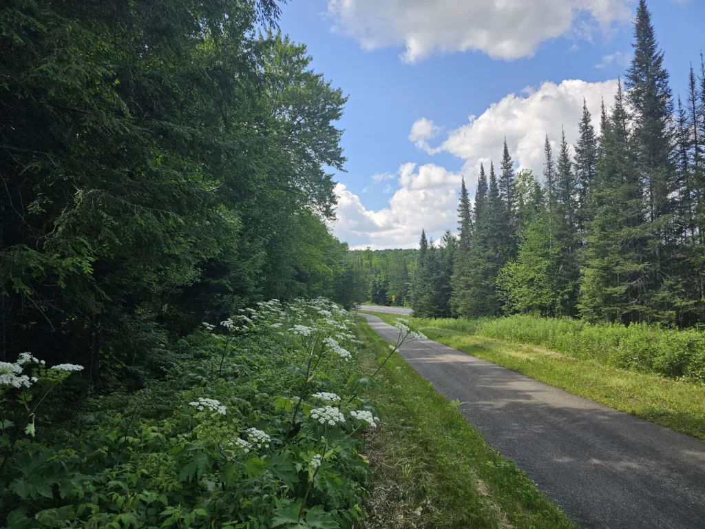 The white flowers could be wild Hemlock a deeply toxic flowering weed, don't touch. This bike path is about 5 miles Gaastra to end by Youngs Golf and connects onto the Apple Blossom Trail into Iron River.