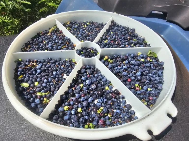Wild Blueberry harvested near Crystal Falls early July.