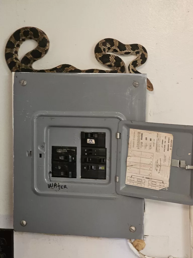 Pine Snake native to the U.P. nonvenomous constrictor good to have around to keep the mice in check.