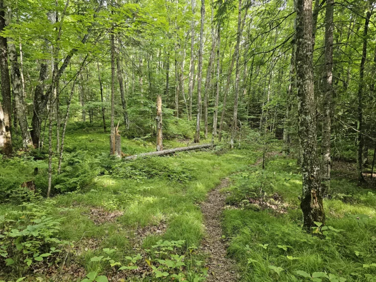 Trails by Perch Lake in Wisconsin. Trail circles the lake with hike in camping spots.