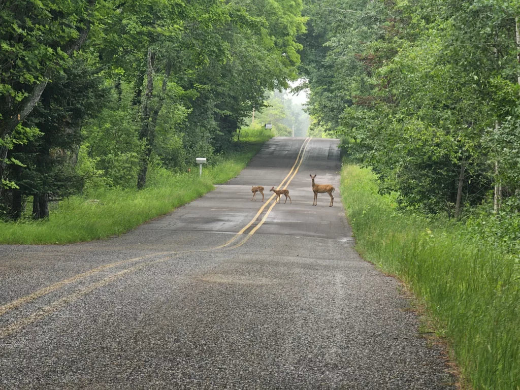 Spring on Pentoga Road Mother Deer and two fawns.