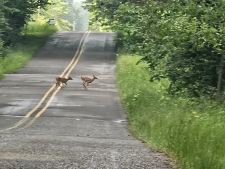 Two fawns in the spring in U.P. Michigan