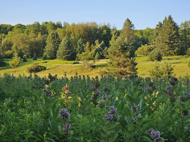Flowering milkweeds in a Michigan meadow.