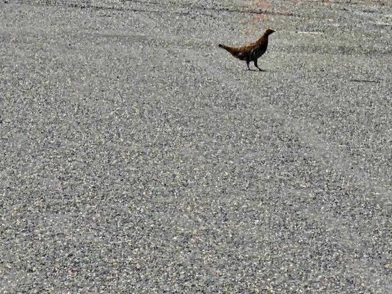 Ruffed Grouse are close the roads edge and vocal, in groups. There is a fall hunting season for this game bird.