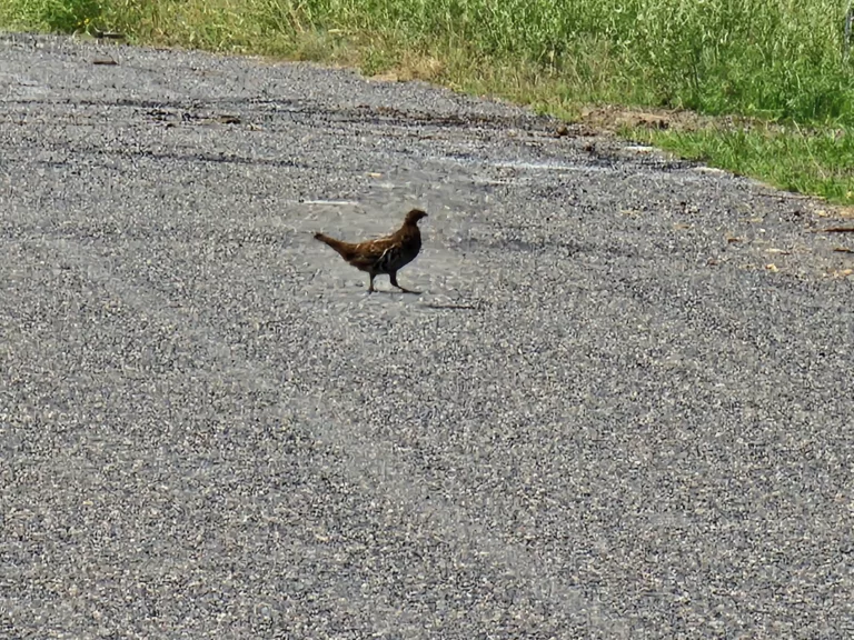 Ruffed Grouse are close the roads edge and vocal, in groups, and they stay guard and come back to their area.