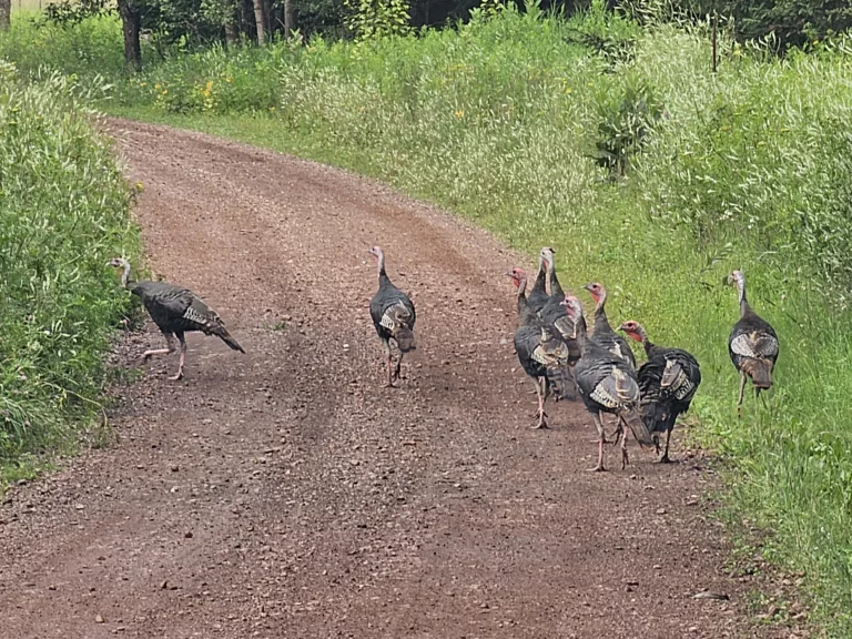 Wild Turkeys in Iron County Michigan