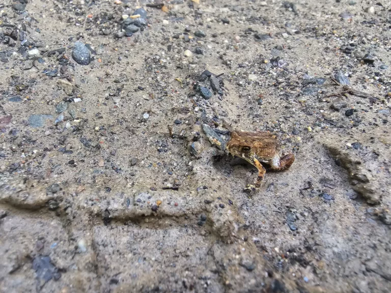 A tiny frog in the U.P. of Michigan