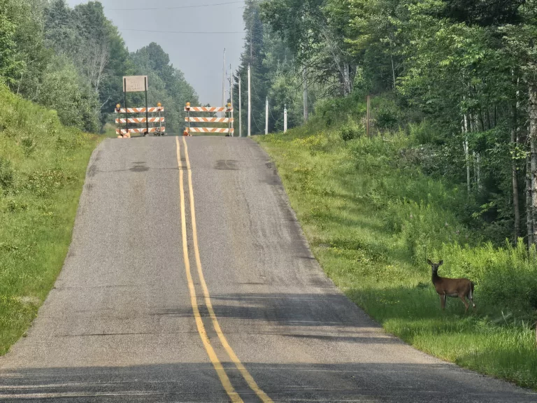 Deer on Baumgartner Rd in Iron County Michigan