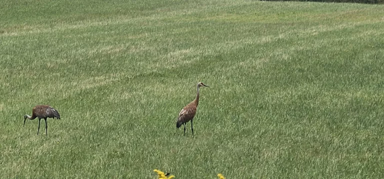 Sandhill Cranes visit in the spring. They are often in the fields staying away from humans. They dislike being noticed and get disturbed easily.