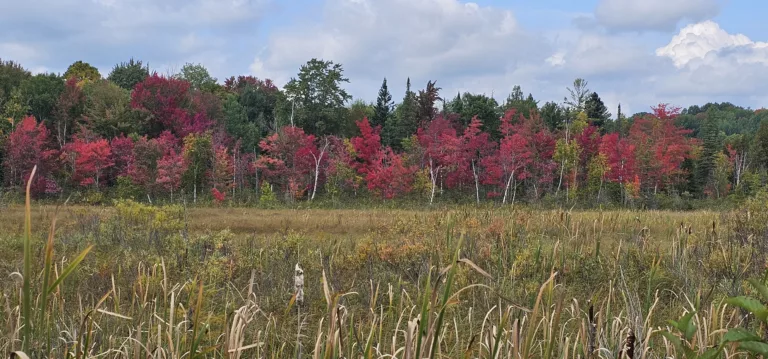 Typical fall views in the area, this near Alpha Michigan.
