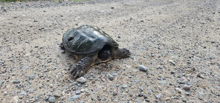 Snapping Turtle in the U.P. Michigan with leaches o his shell.