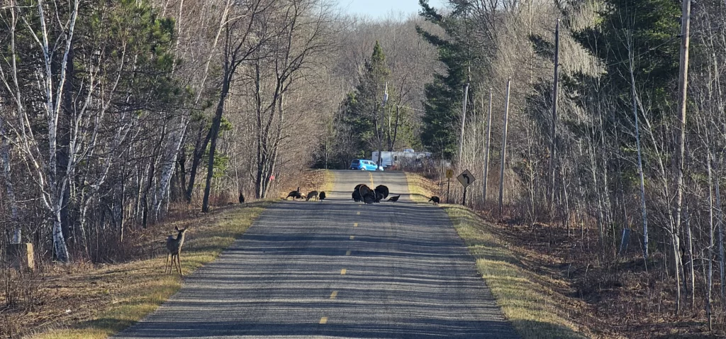 Spring turkeys and deer on Stagger Lake Road. Tom Turkeys Strutting.