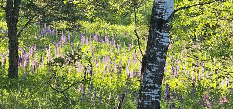 Wild Lupine spring flowers in the U.P. Michigan