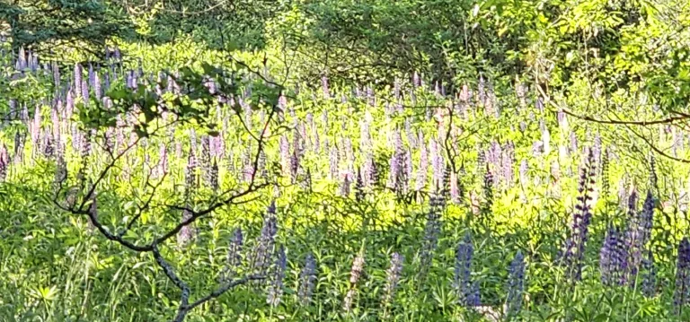 Growing in the spring wild Lupine in the U.P.